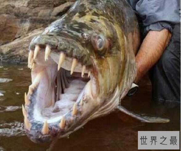 世界十大惊爆眼球的水怪图片，巨型食人鱼一口吃掉你