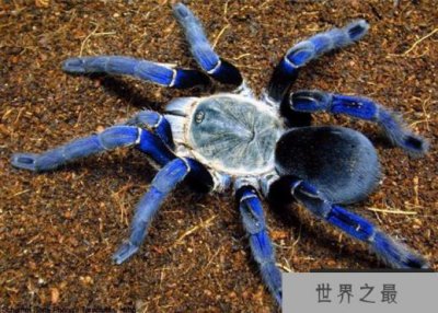 ​世界上最大的蜘蛛 比狼蛛还大的还有它