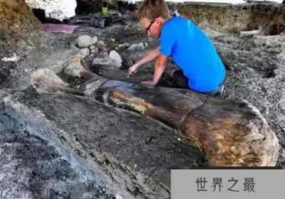 ​世界上最重的恐龙有多重？腿骨就有1000斤