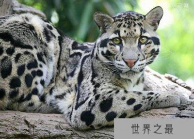 ​台湾云豹灭绝了吗?