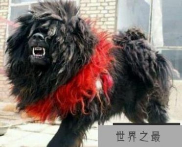 ​世界上最凶猛最厉害的狗，中国鬼獒最残暴凶猛