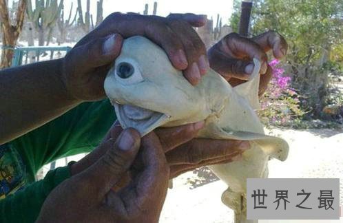 世界十大最新发现的诡异生物，独眼鲨鱼你绝对没见过