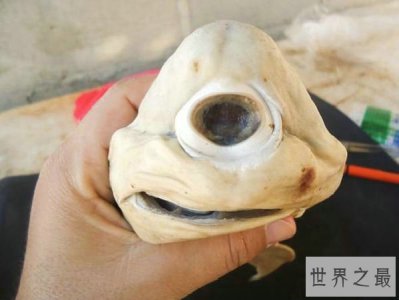 ​世界十大最新发现的诡异生物，独眼鲨鱼你绝对没见过