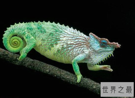 世界十大最新发现的诡异生物，独眼鲨鱼你绝对没见过