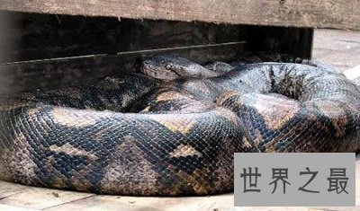 最大的蟒蛇 揭秘网纹蟒恐怖吞人事件