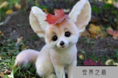 ​全球十大最可爱的动物 熊猫也分大小 个个萌化你的心