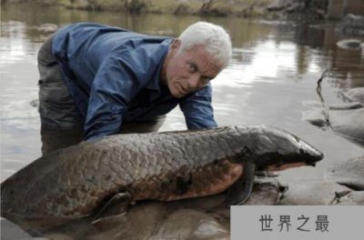 ​世界上生命力最强的鱼，非洲肺鱼(可以在没水的情况下暴晒4年不死）