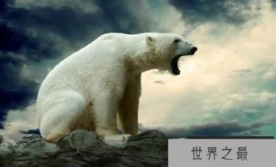 ​北极熊去陆地上干什么，北极熊的陆地生活