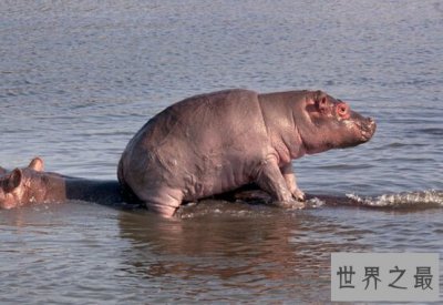 ​世界上嘴巴最大的陆生哺乳动物，河马（牙齿长约60厘米）