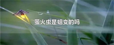 ​萤火虫是什么虫变的 萤火虫之墓妈妈长蛆