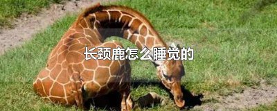 ​长颈鹿的睡觉方法 长颈鹿睡觉的方式