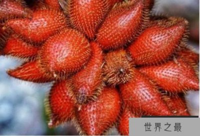 ​世界最丑的水果 蛇皮果是东南亚的一种水果(纹路像蛇皮)