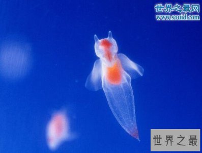 ​世界上最奇怪的动物，各种你没见过的奇特动物