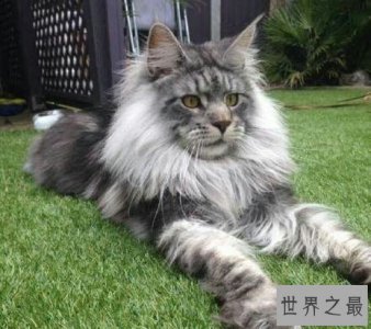 ​最大的猫，阿什拉猫（是三种猫咪杂交而成的一种小混血猫咪）
