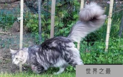 ​世界上尾巴最长的猫，缅因猫尾巴长达45厘米