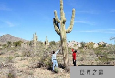 ​世界上最高的仙人掌，巨柱仙人掌最高可达20米