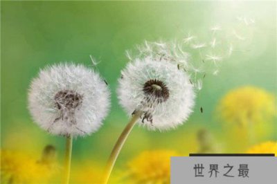 ​世界上最顽强的花：蒲公英生命力顽强