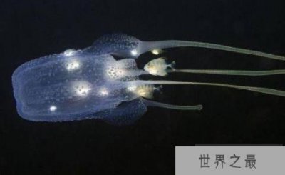 ​世界十大毒王排名：澳洲方水母有“毒王之首”之称