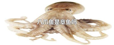 ​八爪鱼是章鱼吗! 八爪鱼是章鱼吗图片