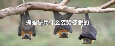 ​蝙蝠以什么姿势睡觉 蝙蝠是什么姿势冬眠的