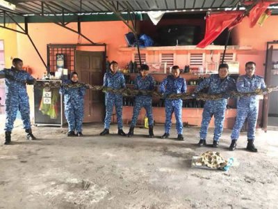 ​马来西亚男子在打扫自家后院时发现长达5公尺的大蟒蛇 蛇洞内还有50颗蛇蛋