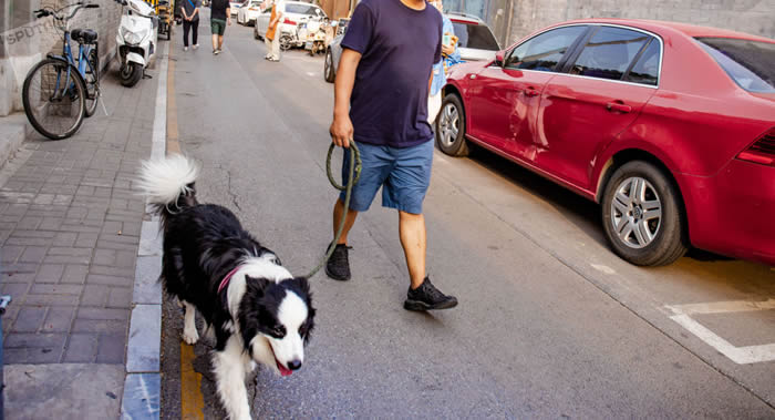 如何防止爱犬中暑？高温和阳光直射对狗的健康有害