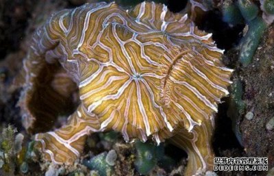 ​动物奇闻新鱼类物种“迷幻躄鱼”