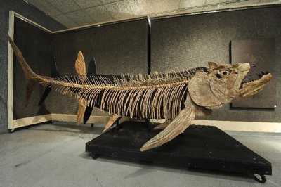 ​阿根廷巴塔哥尼亚7000万年前身长超过6米的掠食性鱼类化石