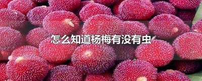 ​如何知道杨梅有没有虫 杨梅有什么虫