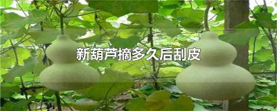 ​文玩葫芦摘下来以后要煮熟吗? 文玩葫芦摘下来就打皮吗?