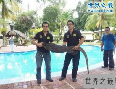 ​世界上最大的壁虎，2.3米大壁虎吓坏度假人(图)