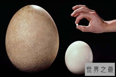 ​世界上最小的蛋,比鸡蛋还有小120倍的蛋