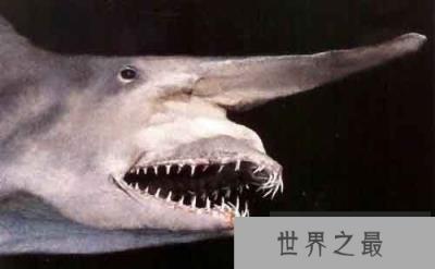 各种千年老鱼怪 异型鱼图片