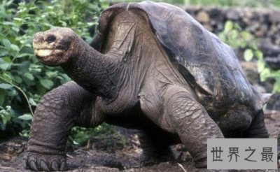 ​全球最后一只加拉帕戈斯象龟离世,孤独乔治活了100多岁