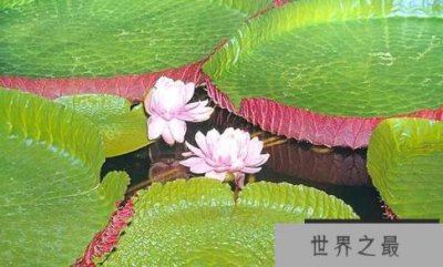 ​世界十大热带雨林植物看起来像一个奇怪的植物