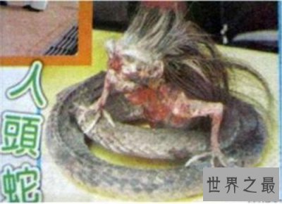 ​美女蛇图片长什么样 曾有人头蛇身标本在国外展览