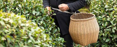 ​老茶叶是什么茶 老茶叶的功效与作用