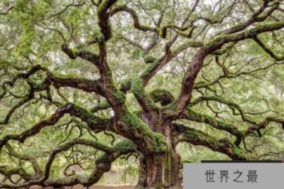 ​世界上十大最漂亮的树木 美国天使橡树第一(历史悠久)