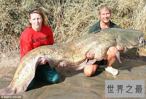 世界上最大的鲶鱼，长2.46米的巨型鲶鱼(重226斤)