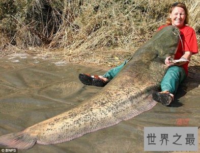 ​世界上最大的鲶鱼，长2.46米的巨型鲶鱼(重226斤)