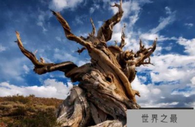 ​世界十大最古老的树 潘多树有8万多年历史(重6615吨)