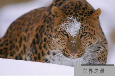 ​世界十大最稀有动物 远东豹目前只剩57只(濒危物种)