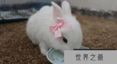 ​最受女性欢迎的宠物兔，兔中美人儿公主兔