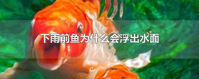 ​下雨前鱼为什么会浮出水面 下雨前鱼为什么会浮出水面吐泡泡