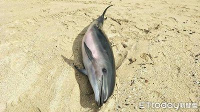 ​台湾垦丁南湾沙滩发现弗氏海豚死亡 鲸脂有多量寄生虫囊