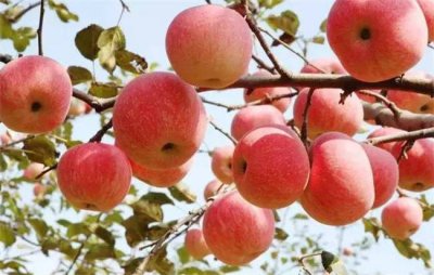 ​苹果煮来吃的作用与功效 煮苹果吃有什么功效