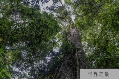 ​亚洲第一高树是如何被发现的 截止至今生长多少年