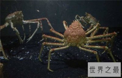 ​杀人蟹是怎样杀人的 遭日本核辐射变异