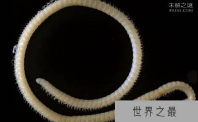 ​地球新发现的10大物种 414条腿的千足虫