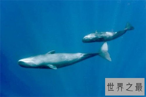 鲸鱼的图片介绍 海洋中的巨无霸形态壮观